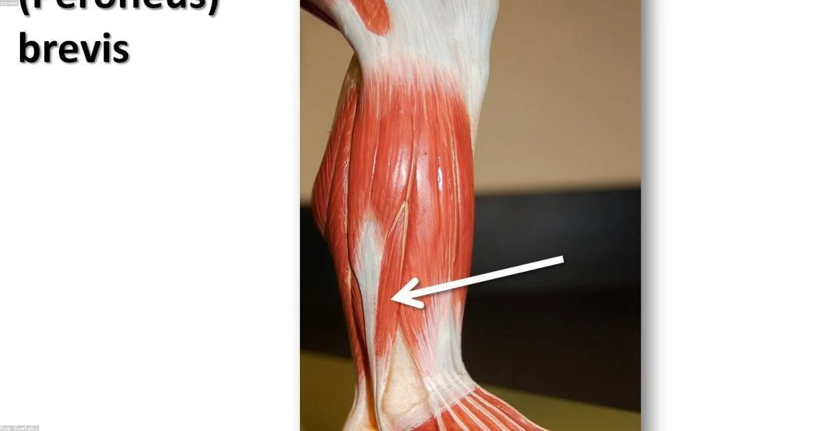 Peptide Injections for Muscle Growth: Research Overview